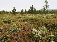 Høstfarger