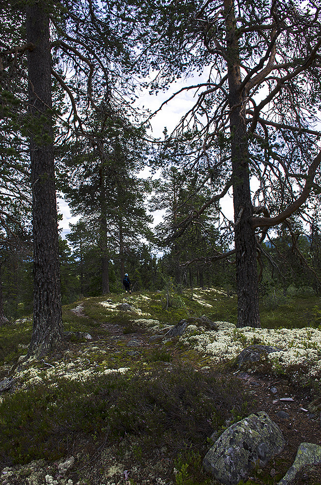 Fin sti gjennom litt gammelskog.
