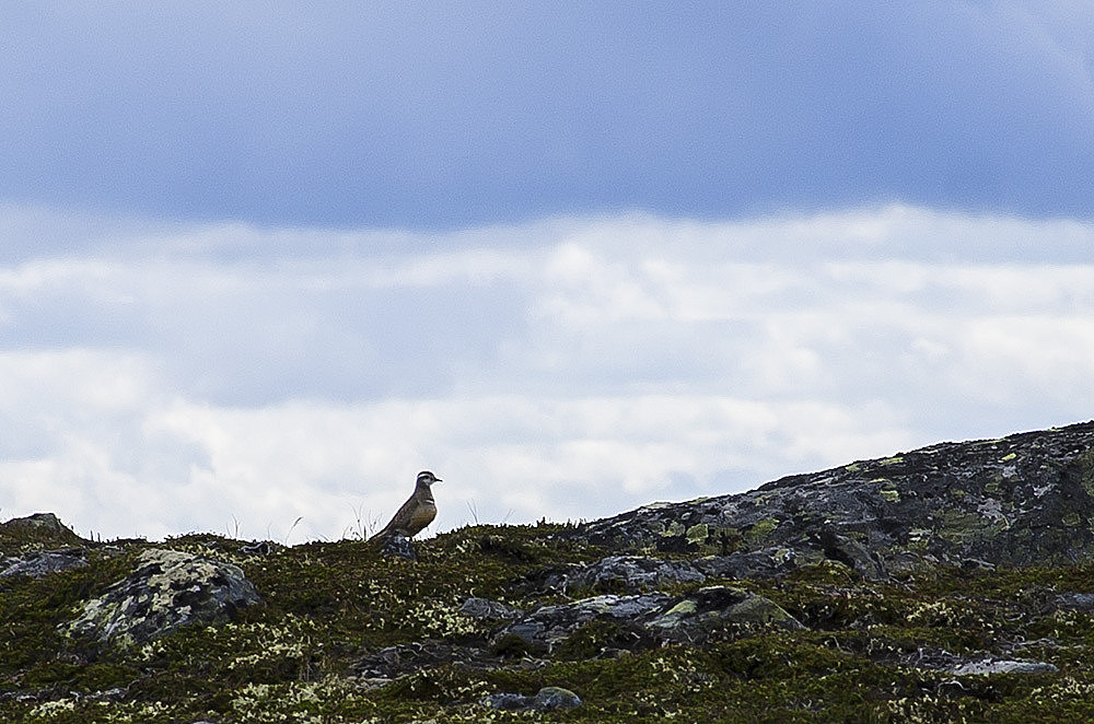 På 1000m dukket boltiten opp.