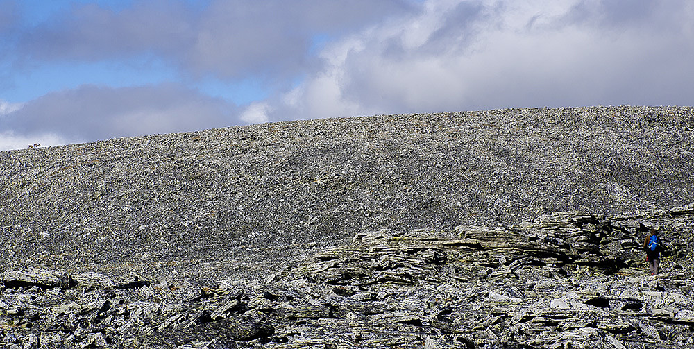 To reinsdyr på tur til toppen nord for Småhaugan, det er Arne også.