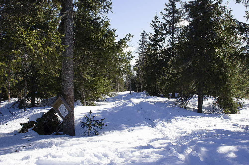 Høgknøsen. 705 moh.