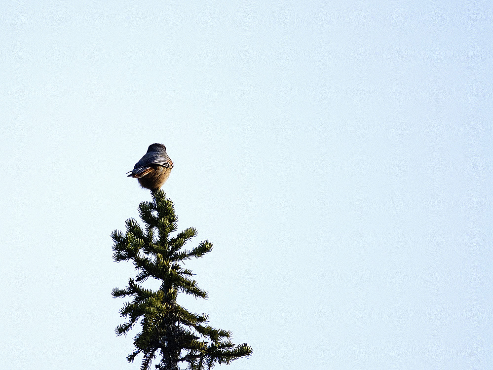 Når vi kommer inn i granskogen,møter den tillitsfulle Lavskrika opp.
