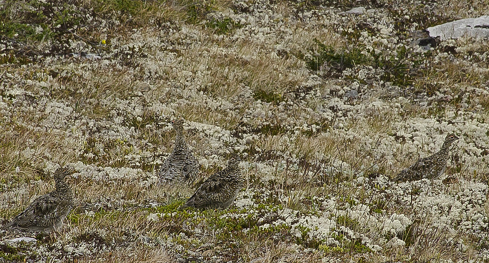 Fjellrypemor med 3 unger. 