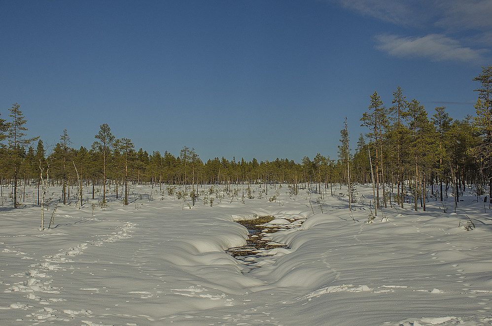 Mye elgtråkk i skogen.