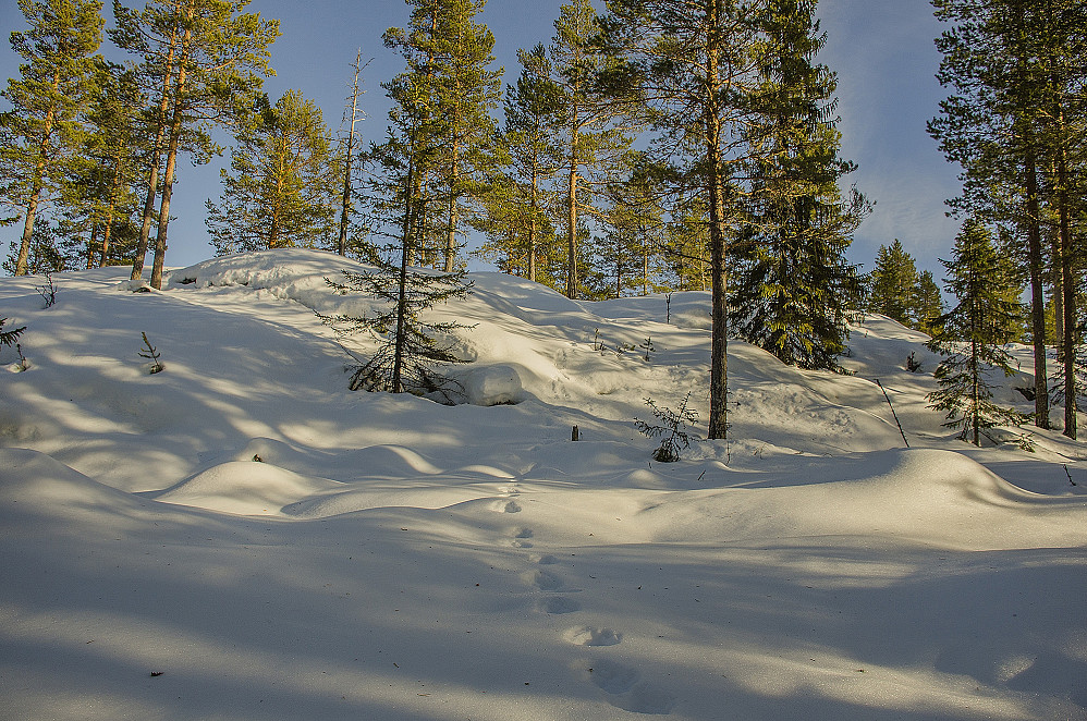 Jervespor opp til toppen.