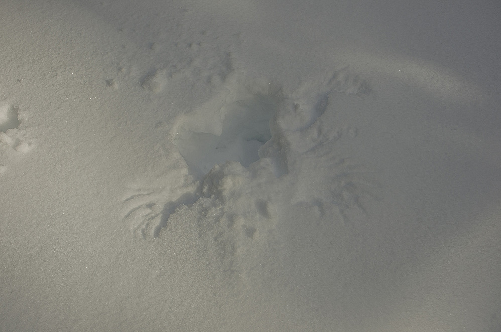 Dokker. Under snøen er det lunt og godt; det blir sjelden kaldere enn noen minusgrader.