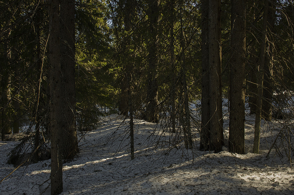 Bra skog på Knappkjølen.