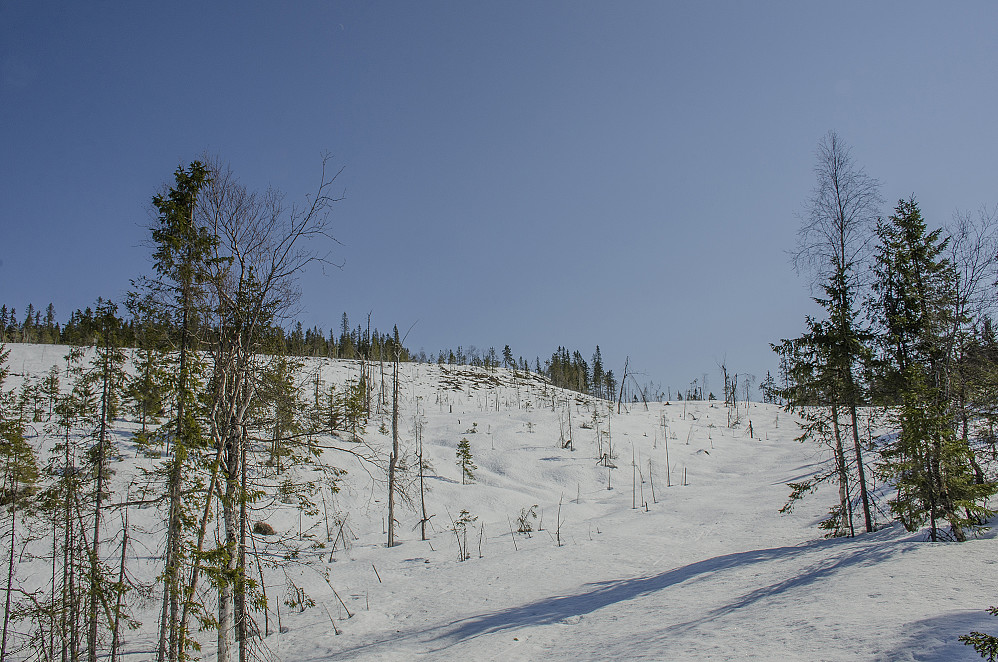 Skjærnupen 626 moh.