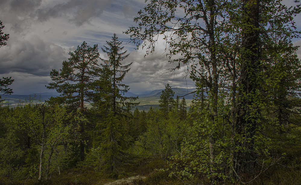 Utsikt fra Venberget mot Nord.