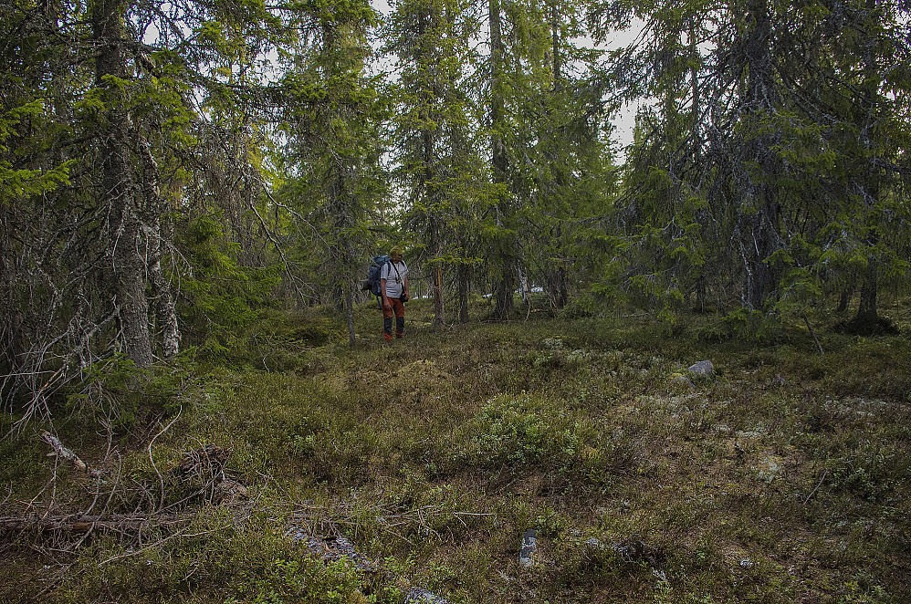 Arne studerer ei buske hvor bjørnen har kvesset klør.
Kråksæterberget 609 moh.