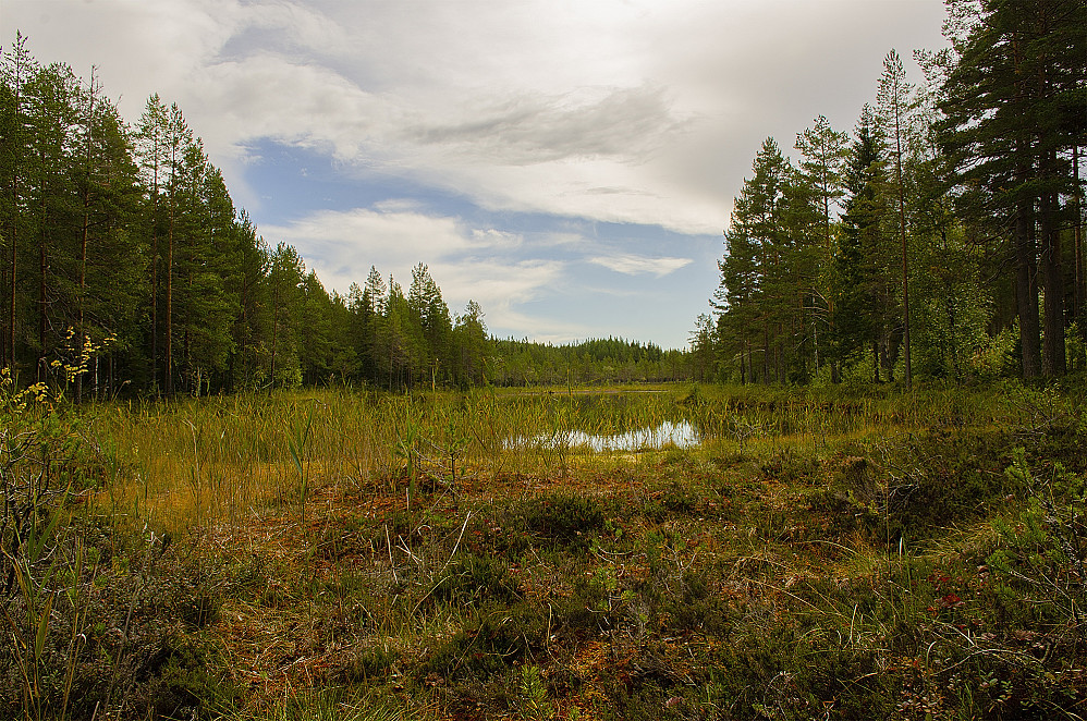Veslgjettjennet.