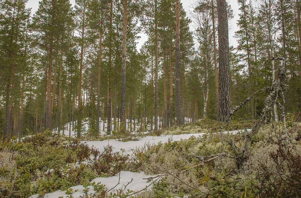 Snøfattig her ved Halvorstjennet.