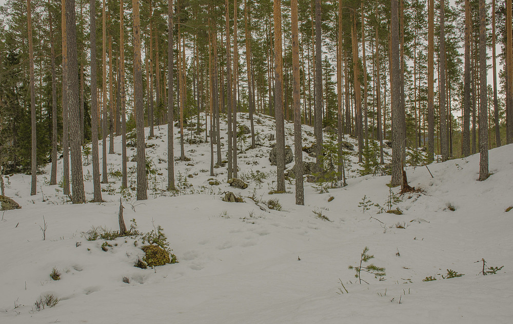 Flomyra Nord toppen 327moh.