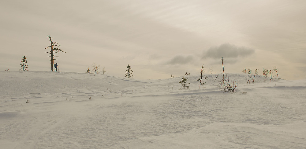 Evy på toppen av Østre Skjæråsen 704moh.