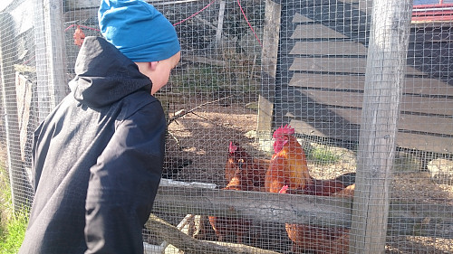 Hos hønene på Kringsjå fant vi egg