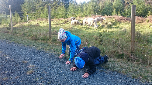 Noen rare sauer i Kolstøskogen