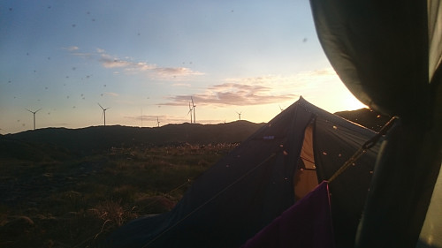 Knott ved solnedgang i Fitjarfjellet