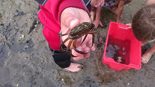 Fanging av krabber i Leirvåg