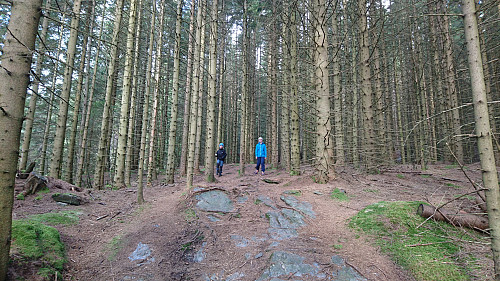 Fint i skogen, på stien til Hest