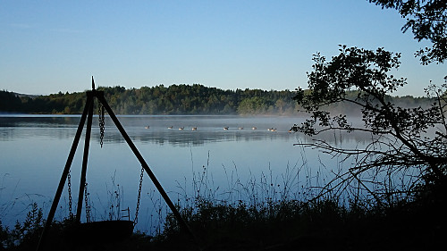 Morgenstund - 12 gås passerer leirplassen vår