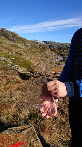 Norge i is 