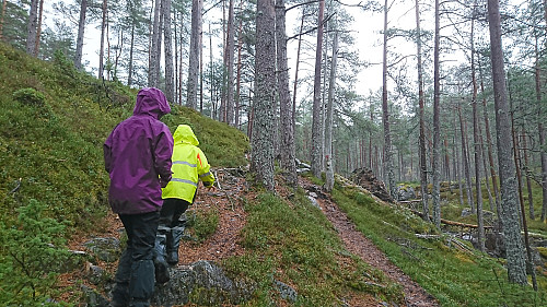 Våt dag i Suldalsskogen