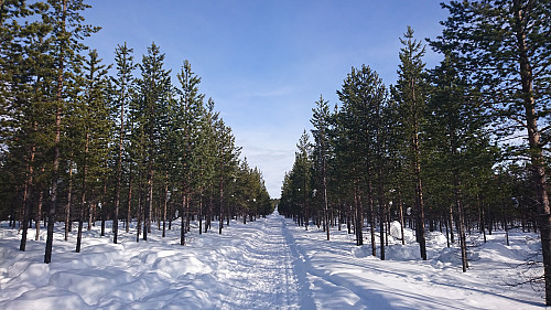 Tommamoveien