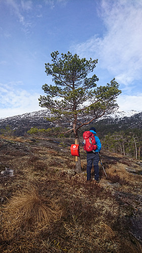 Jettegrytenuten