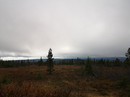 Flotte høstfarger ved Stenfjellhytta
