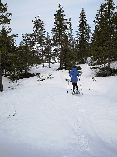 Fint terreng for trugetur