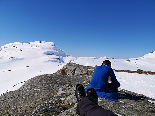 Kos i sola på Kleivanuten