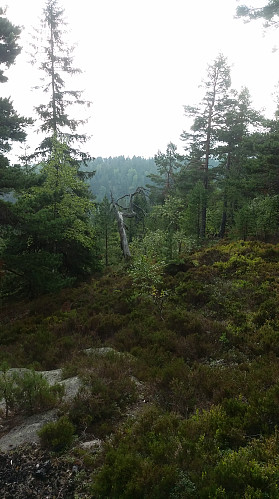Utsikt mot syd