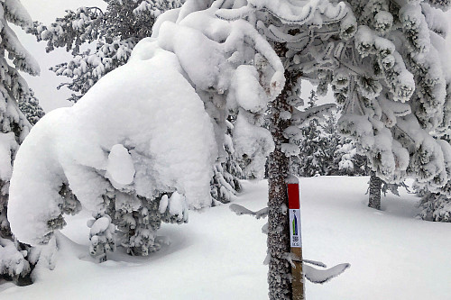 Nysnø og lydløst.