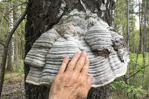 Kjempestor Knuskkjuke