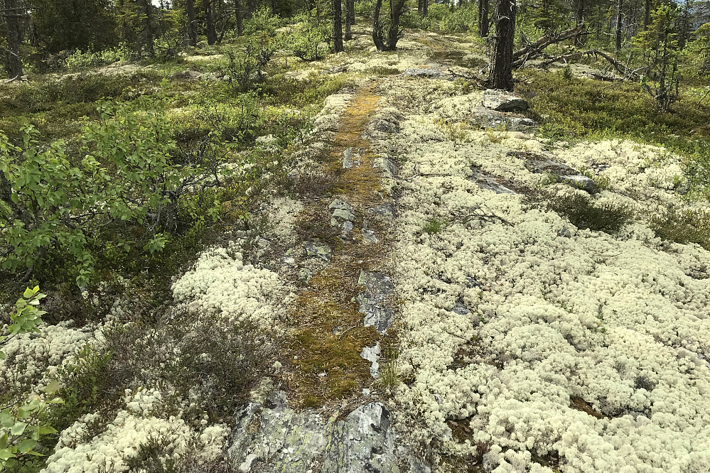 Den typiske bergstripa på Strutsfjellet