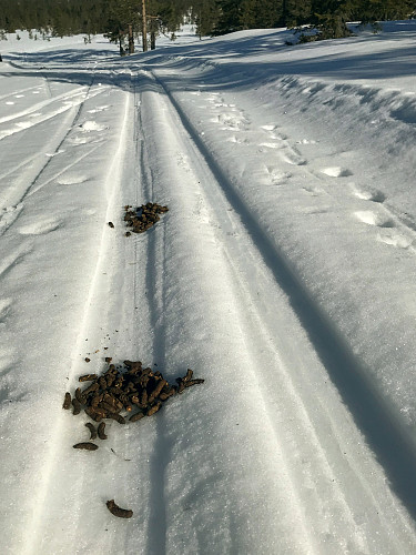 Ikke alene i løypene i dag