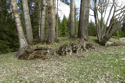 Vellumstad Osp på en fjellknaus