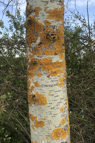 Osp