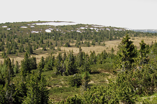 Mellsjøhøgda
