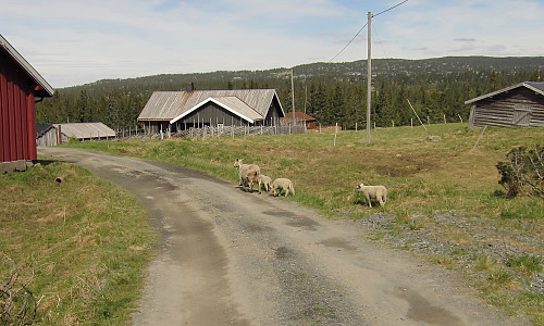 Fløyta sæter