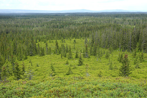 Fine fargenyanser fra Kaiberget