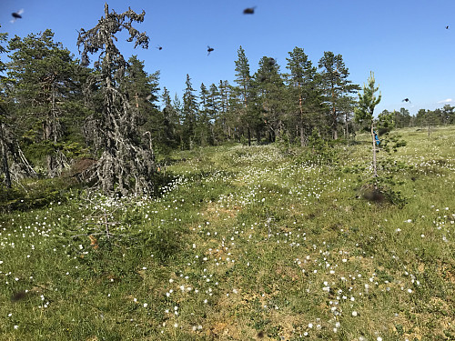 Tursti og fluer