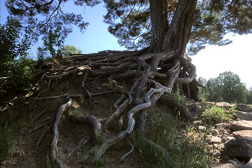 Gammelfurua ca 250 år