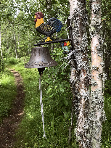 Hanen på Amlisberget
