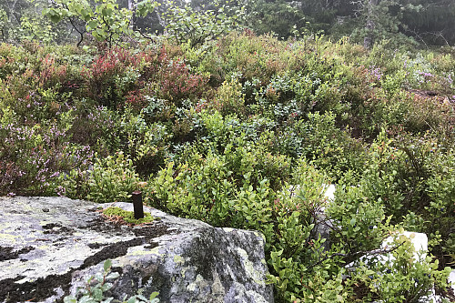Lageråkvislhøgda