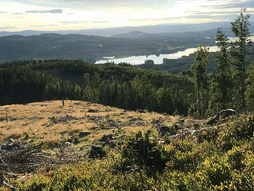 Næra på oppturen