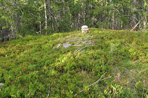 Toppvarden
