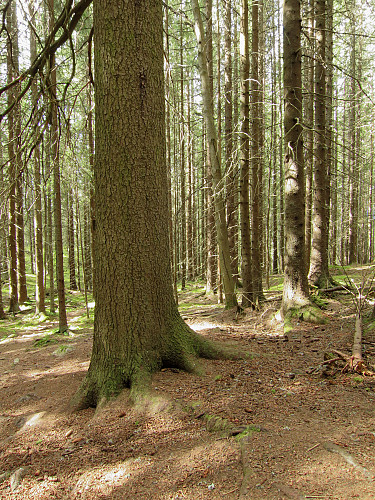 Bygdebergskjempen