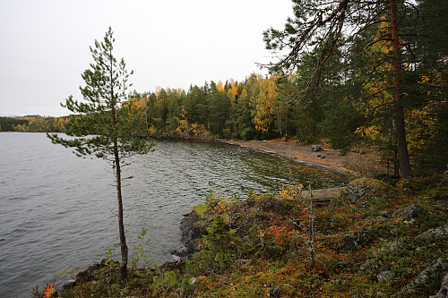 Skjoldvika