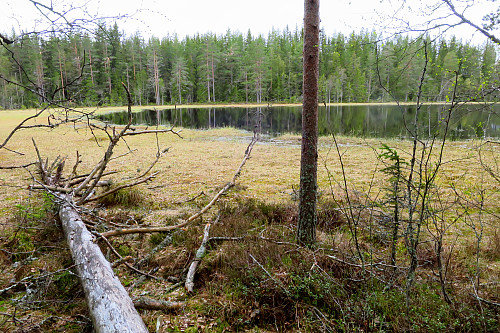 Dyrgåstjernet er en fredlig plass for fugl. Så inga gås, men et stokkandpar.
